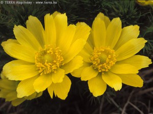 adonis.vernalis.3524.jpg